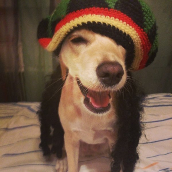 Накуренный пес