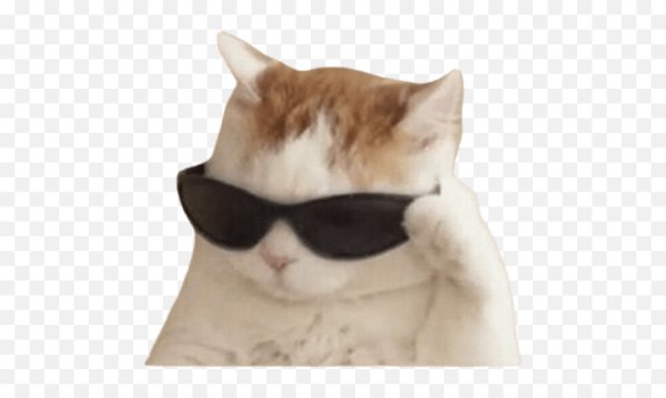 Котик в черных очках