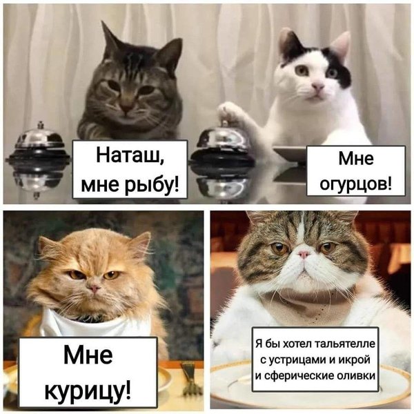 Мемы с котиками