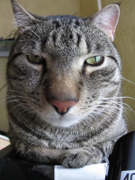 Серьезный кот