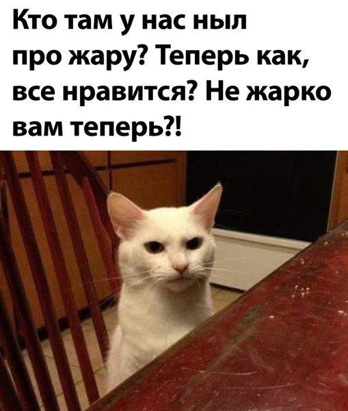 Мемы с котами хочу кушать