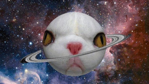 Космические коты