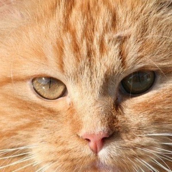 Я котик Мем