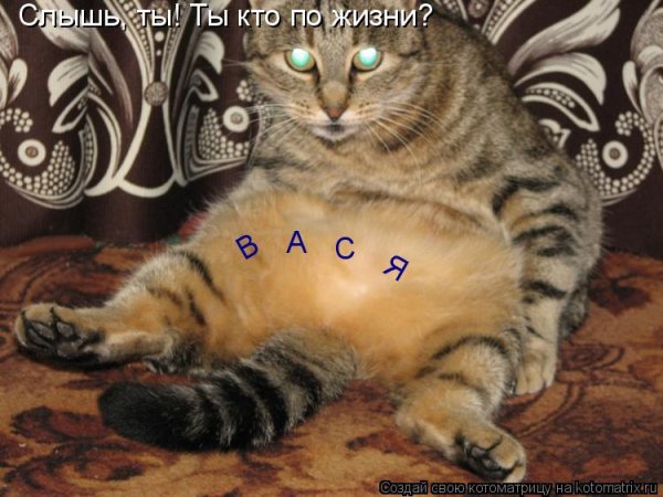 Слышь ты кто кот