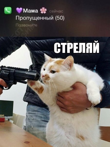 Котик с пистолетом