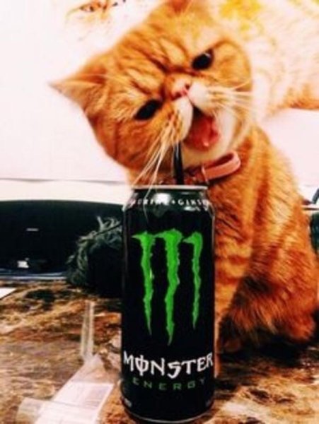 Энергетик с котом