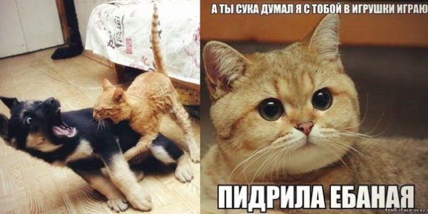 Мем котик Пидрила