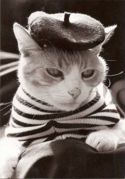 Кот француз