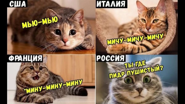 Смешные мемы с котами и надписями