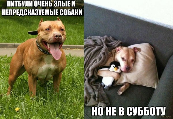 Собаки приколы с надписями