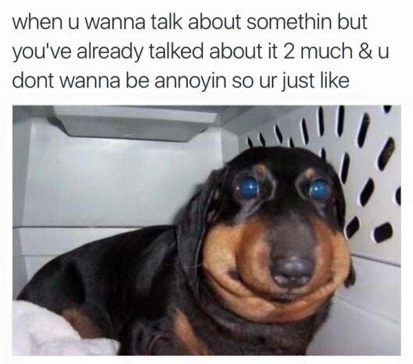 Мемы с таксами