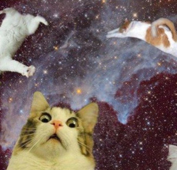 Кот летает в космосе
