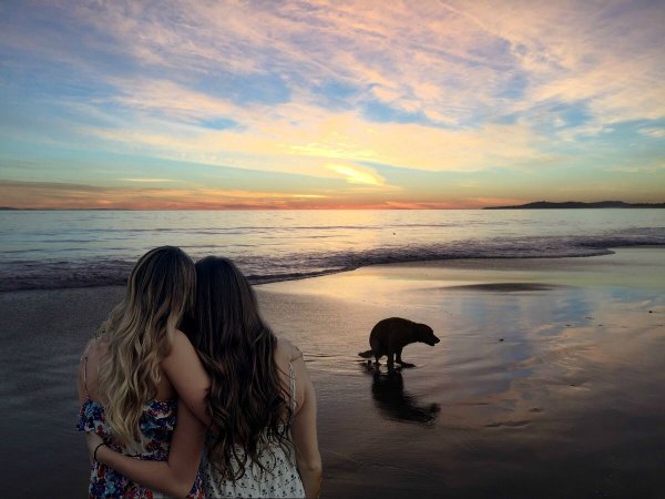 Собака на закате