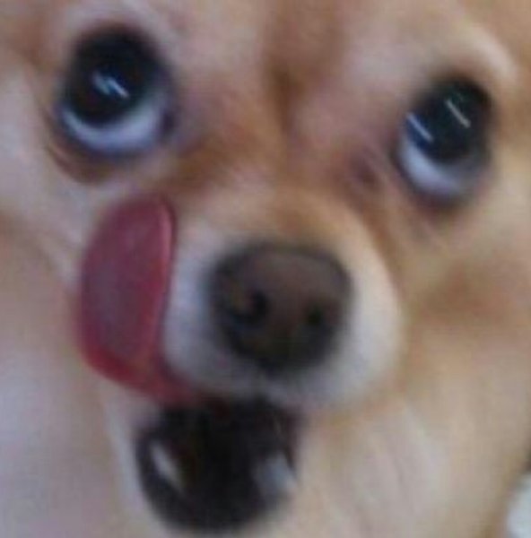 Мем облтжывающаяся собака