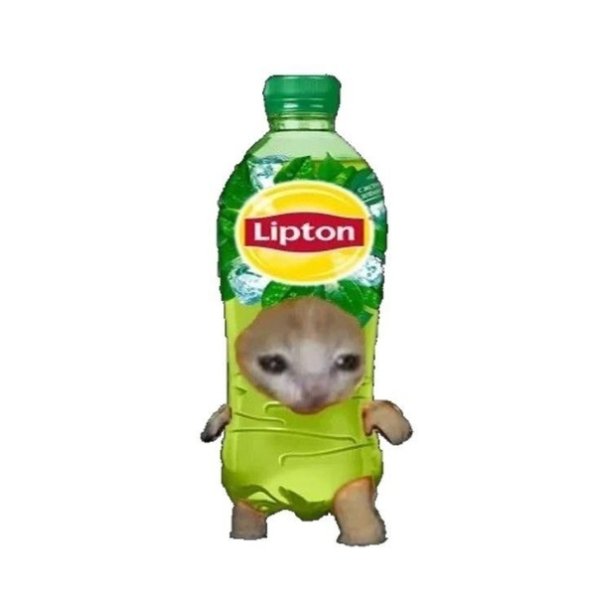 Кот с лимонадом