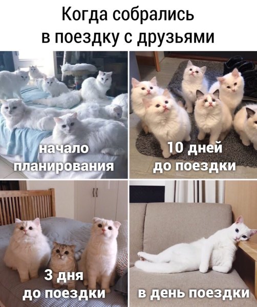 Мемы с котами и надписями