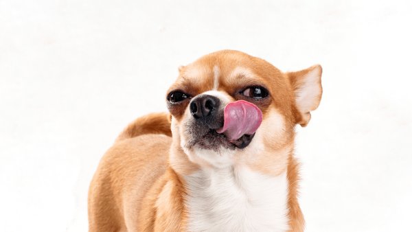 Щенок облизывается