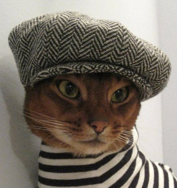 Головные уборы для кошек