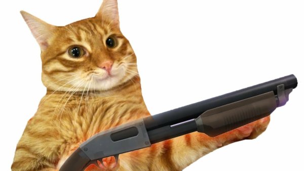 Забивной кот