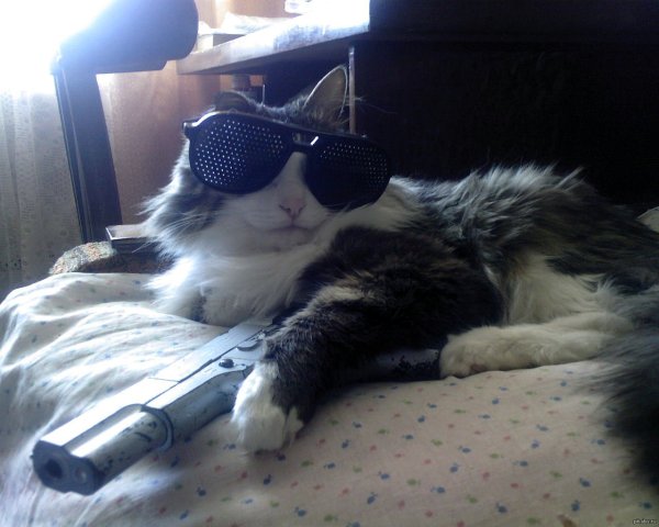 Крутой кот с пистолетом