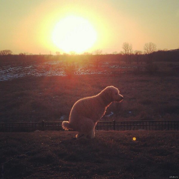 Собака на фоне заката