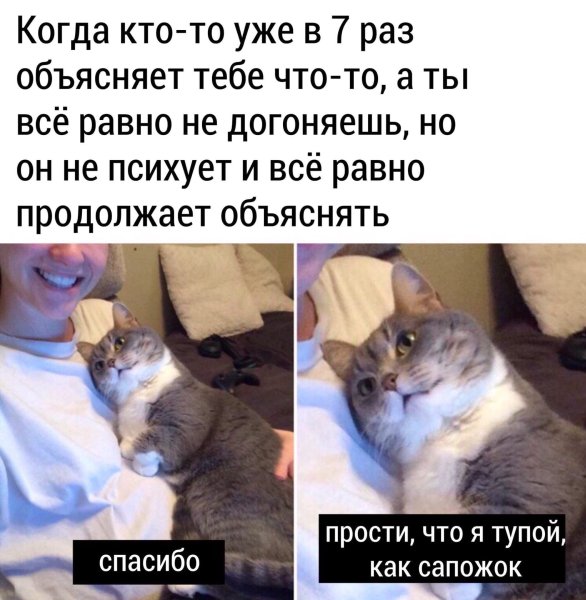 Кот Мем