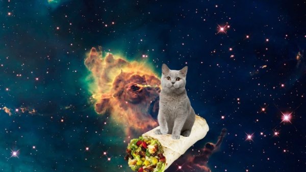 Котята на фоне космоса