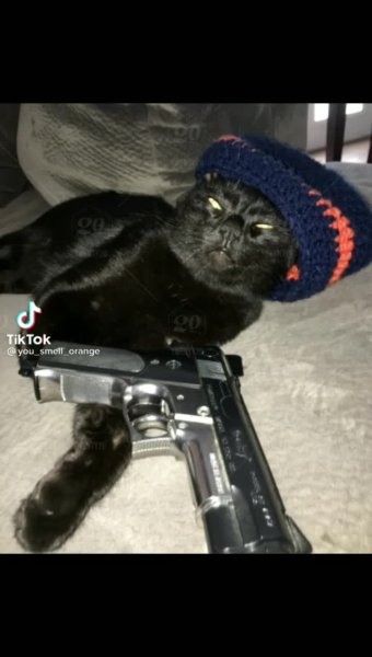 Котенок с пистолетом