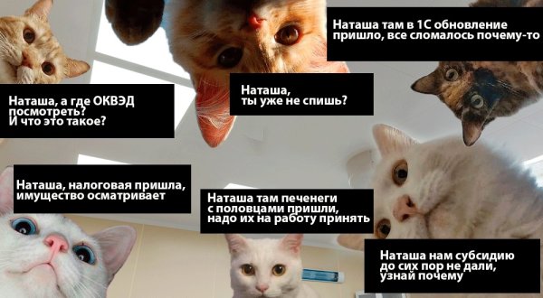 Коты мемы