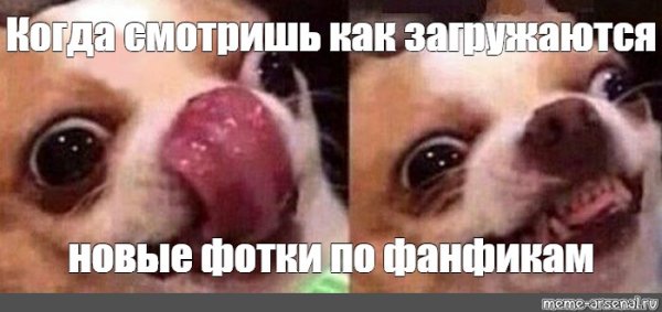 Чихуахуа мемы