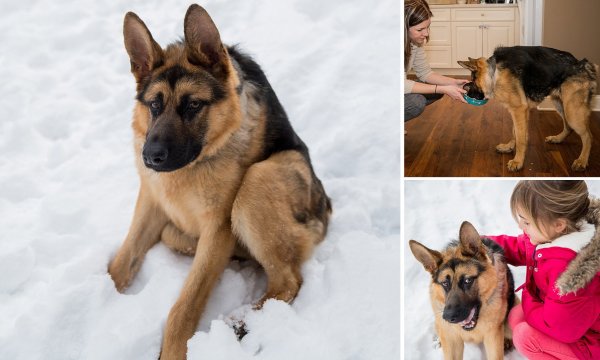 Укороченная овчарка Квазимодо