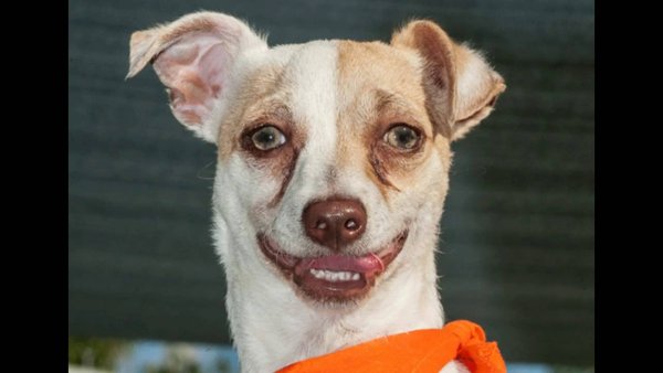 Собака с обкуренными глазами