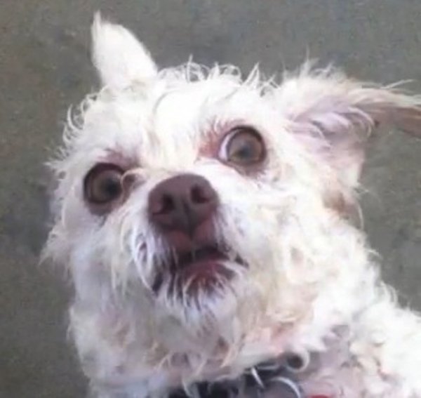 Собака с обкуренными глазами