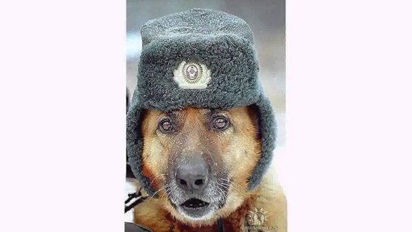 Пёс в шапке ушанке