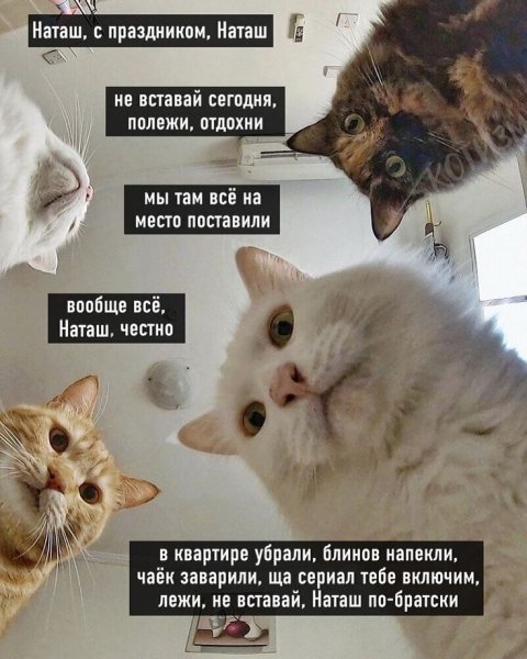 Мем Наташа и коты 3 сентября