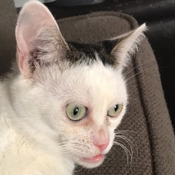 Кот Стива Бушеми