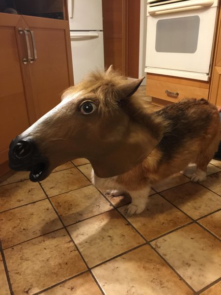 Упоротый собака