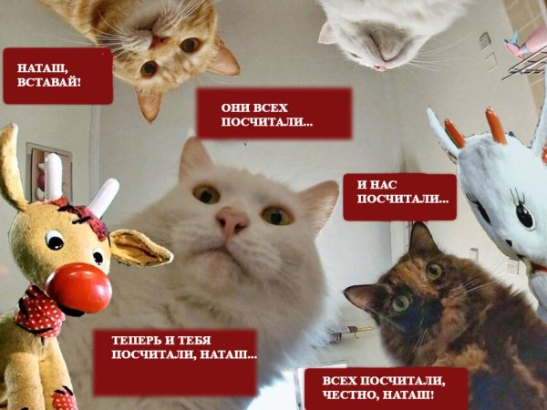 Мемы про Наташу и котов новые