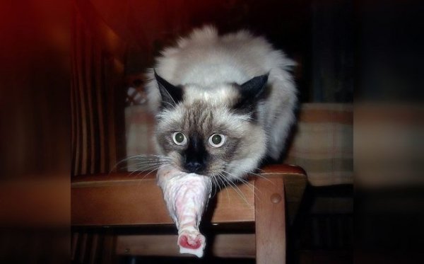 Шутки про котиков