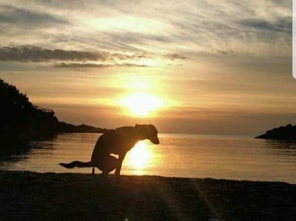 Собака на закате