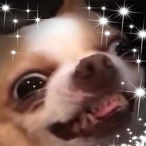 Собака улыбается Мем чихуахуа