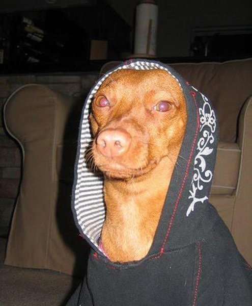 Упоротая собака в капюшоне