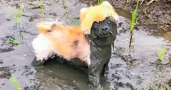 Собака в луже