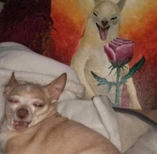 Мемы с чихуа Хуа