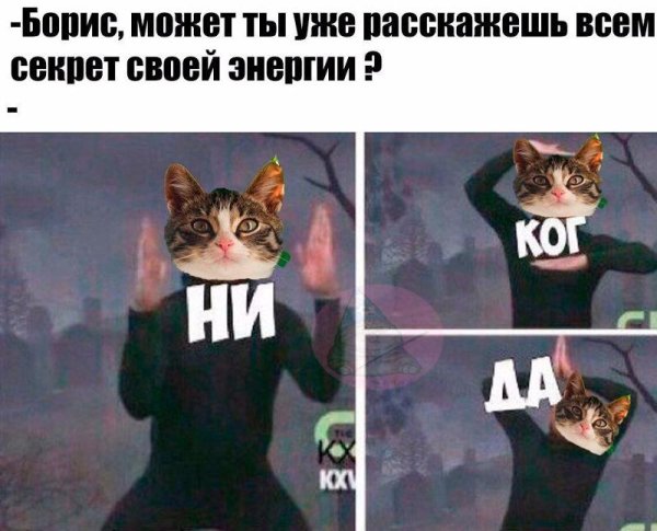 Кот Борис Мем