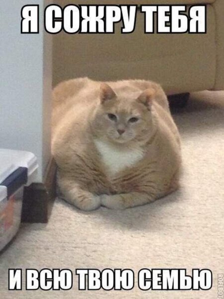 Прикол про Толстого кота