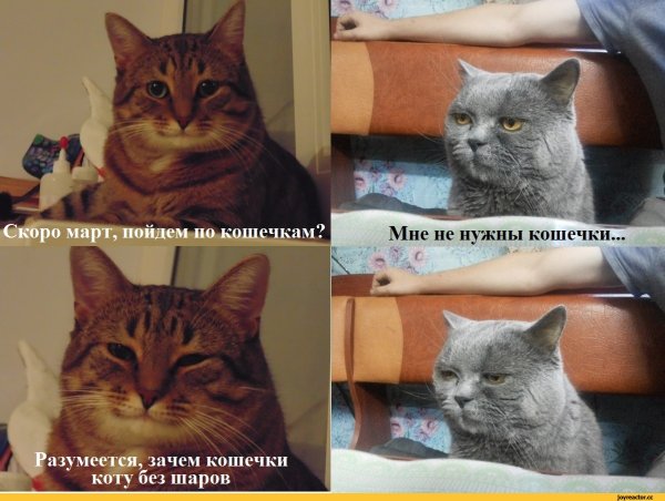 Кот без бубенцов