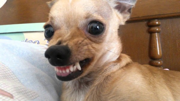 Собака чихуахуа злая