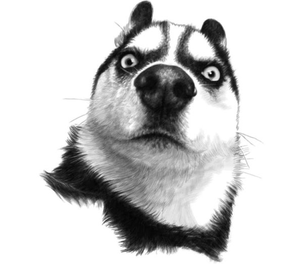 Удивленный хаски