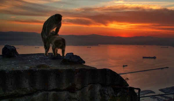 Собака срет на фоне заката